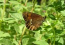 Erebia euryale ©  S. Beshkov
